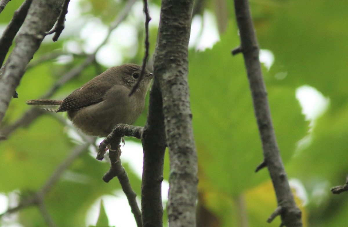 Northern House Wren - ML275918951