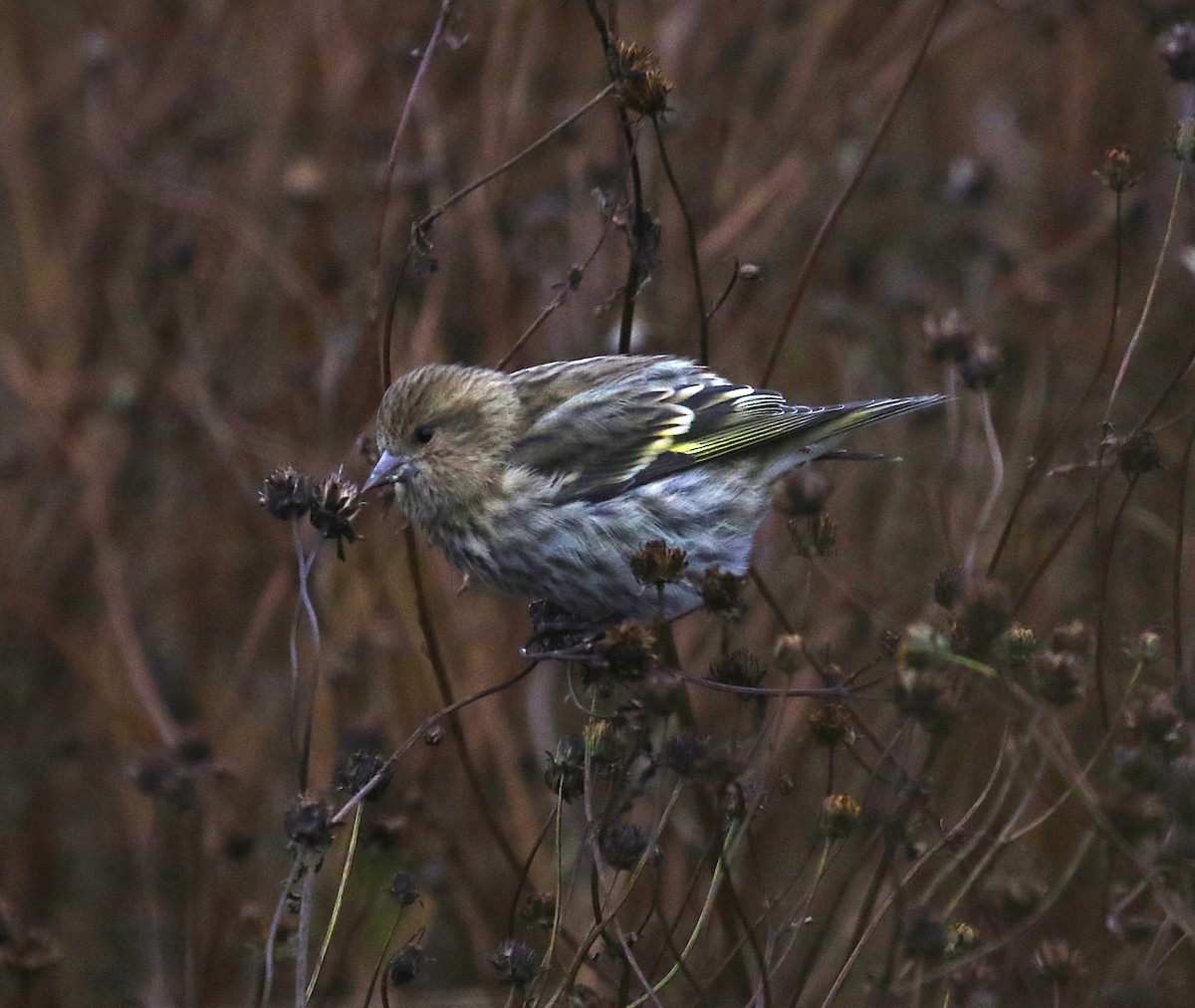 Pine Siskin - ML275919011