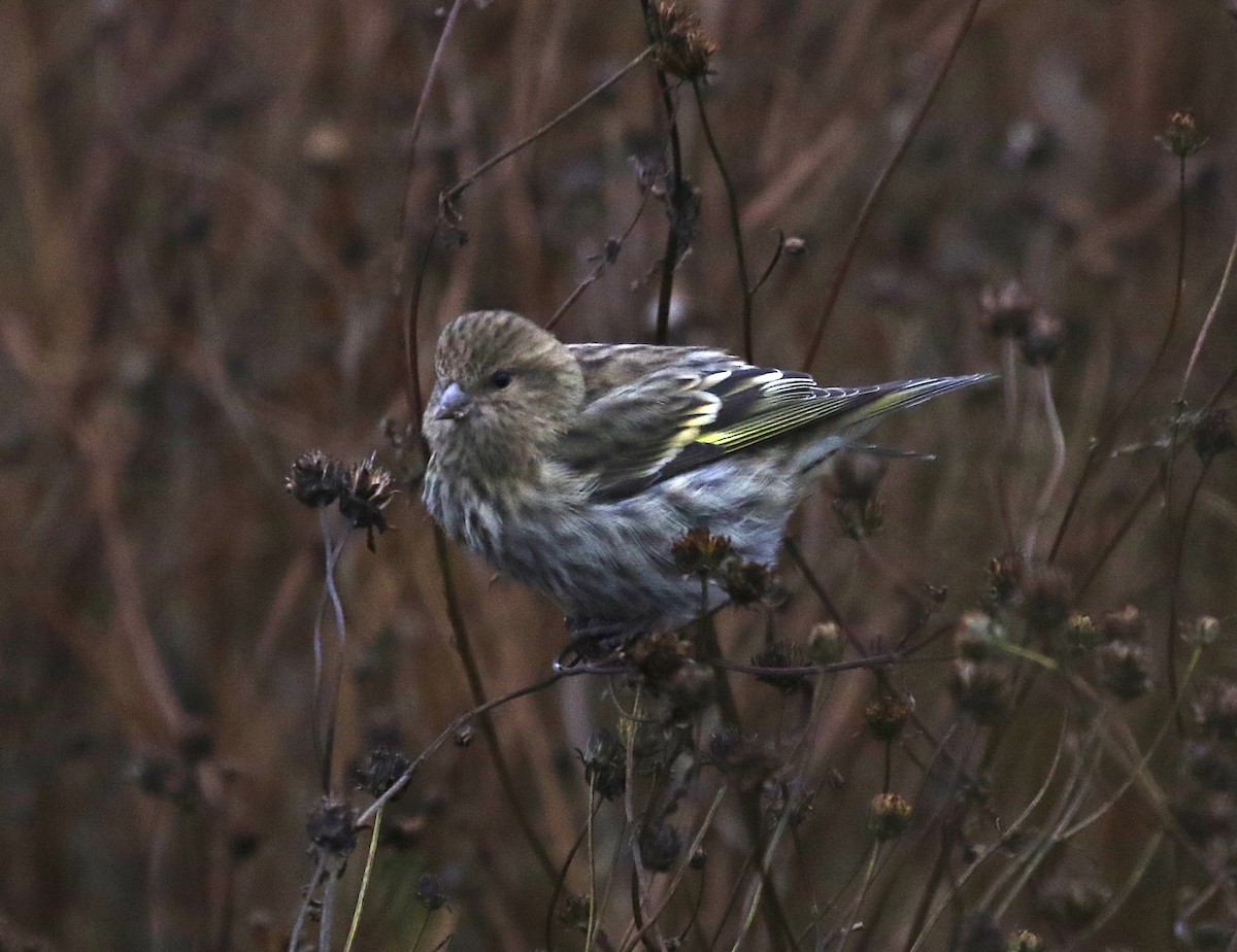 Pine Siskin - ML275919061