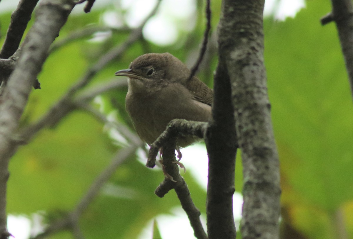 Northern House Wren - ML275919071