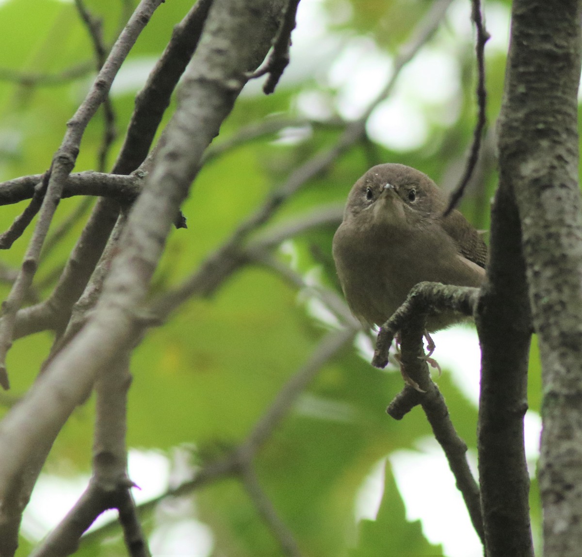 Northern House Wren - ML275919091