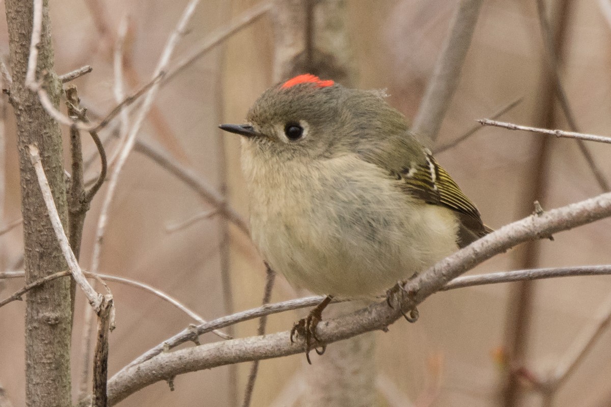 Ruby-crowned Kinglet - Sue Barth