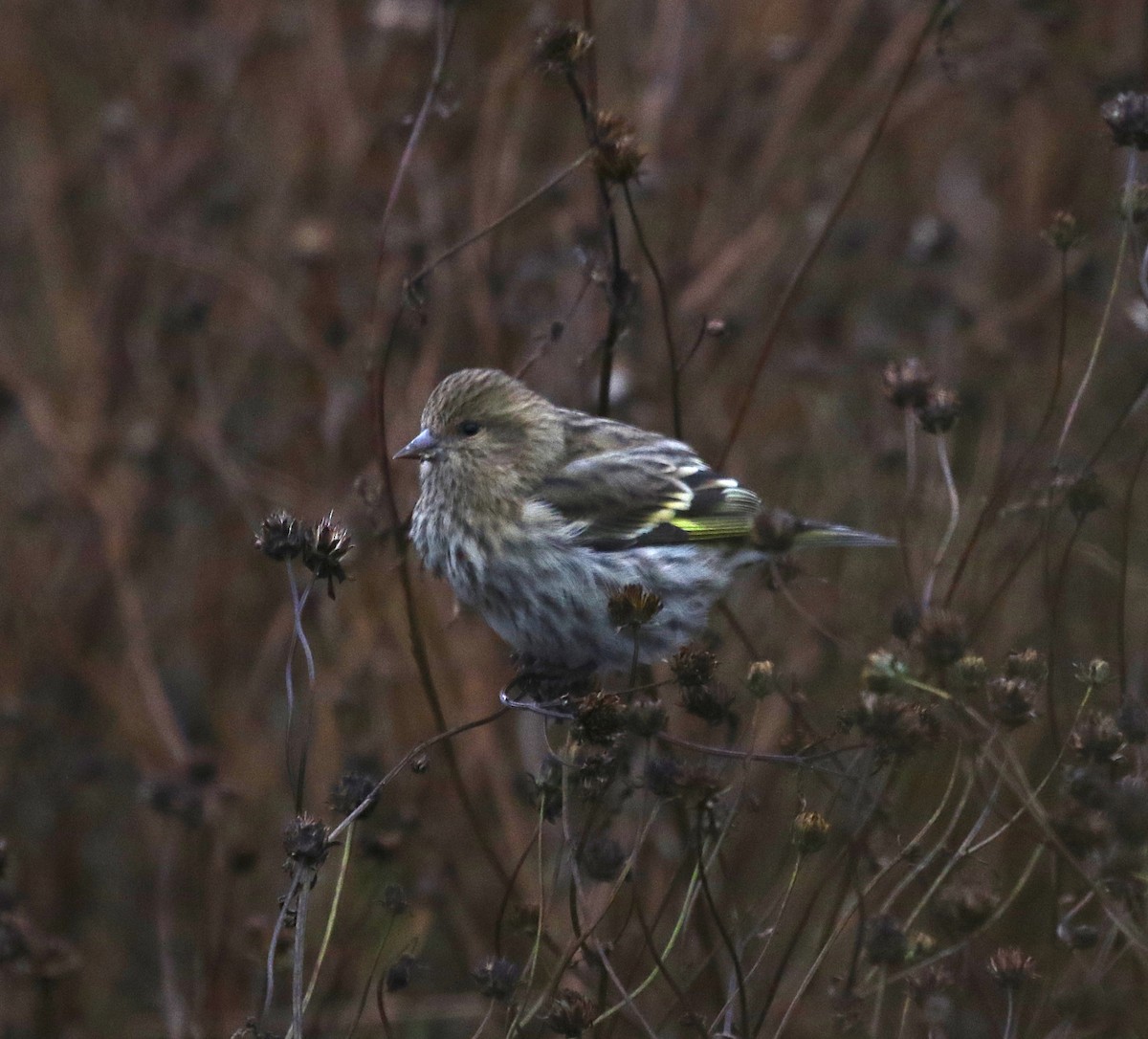 Pine Siskin - ML275919131