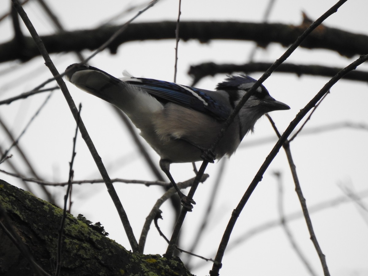 Blue Jay - ML275919691