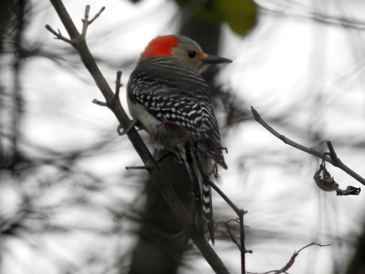 Red-bellied Woodpecker - ML275919731