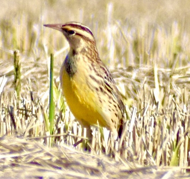 Eastern Meadowlark - ML275920091