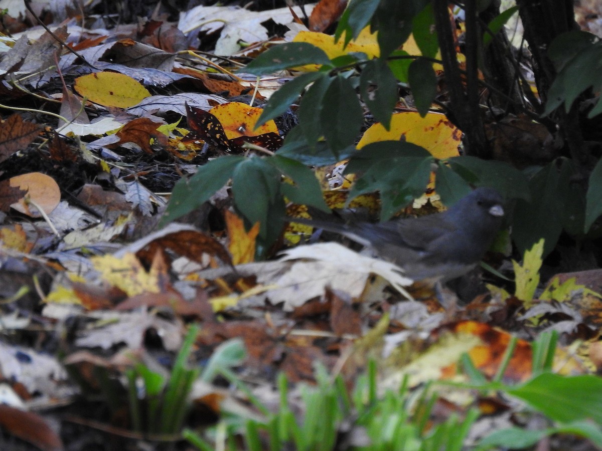 Dark-eyed Junco - ML275920411