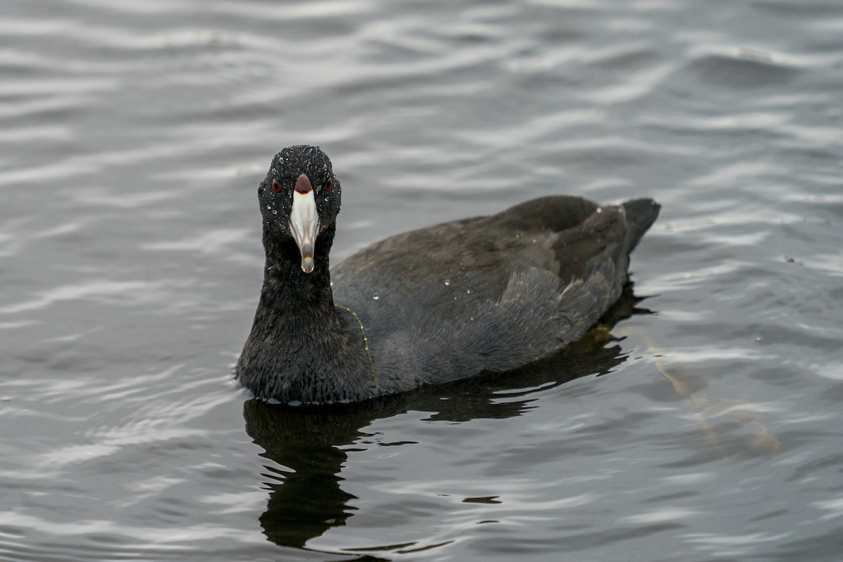 American Coot - Nancy Larrabee