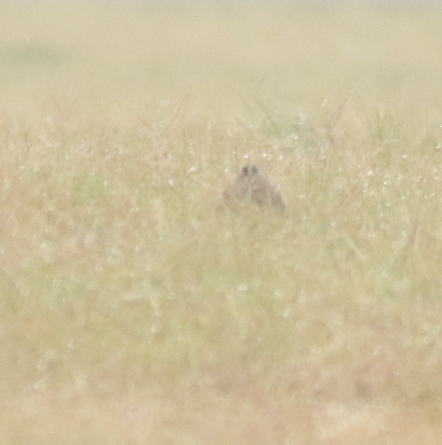 Wilson's Snipe - ML275920611