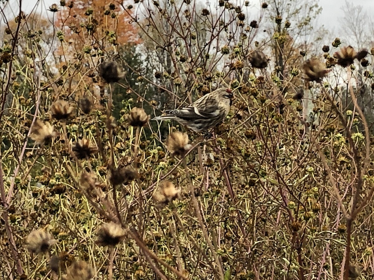 Common Redpoll - ML275920621