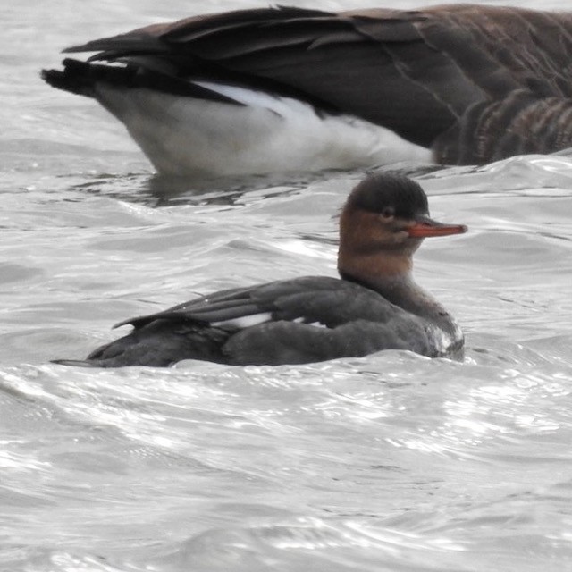 Red-breasted Merganser - ML275920781