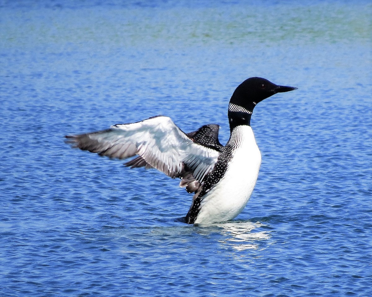 Common Loon - ML27592091