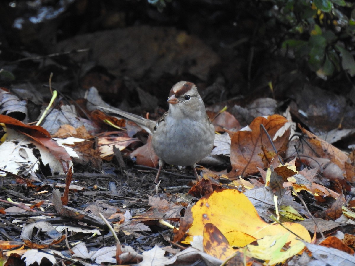White-crowned Sparrow - ML275920971