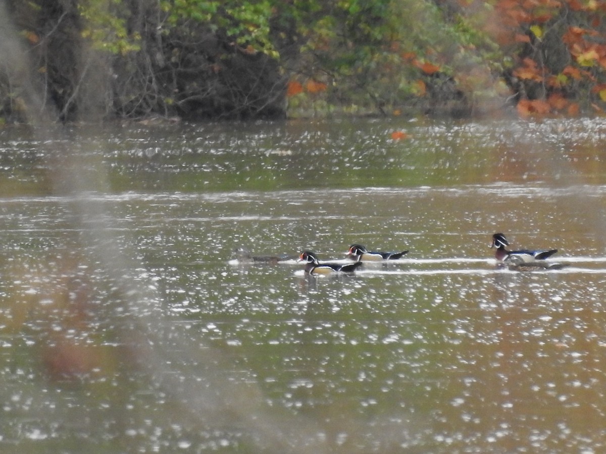 Wood Duck - Lisa Benjamin