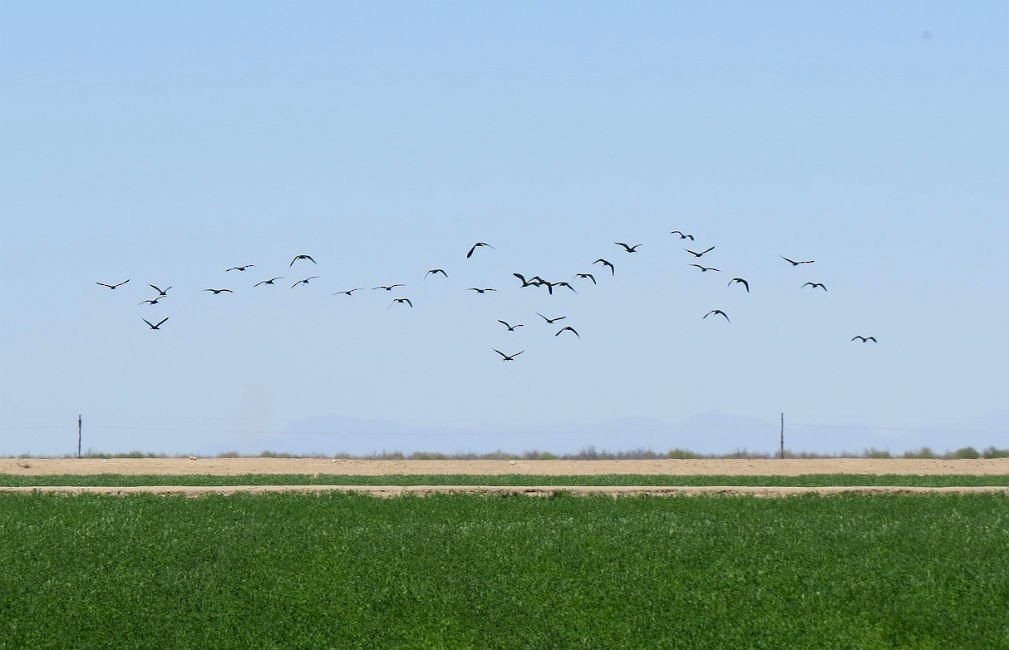 White-faced Ibis - Melissa Williams