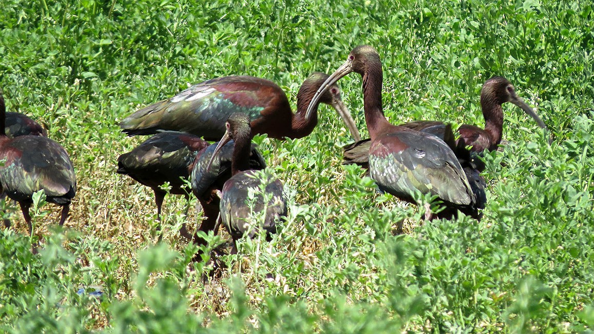 White-faced Ibis - ML27592171