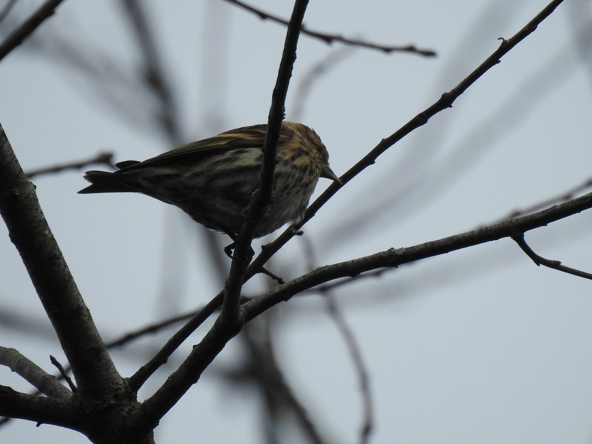 Pine Siskin - ML275922361