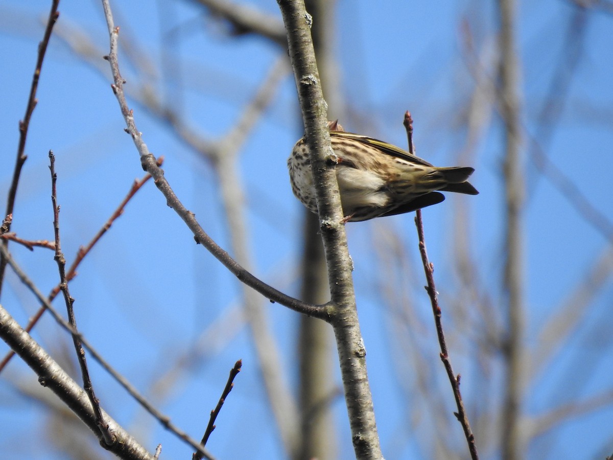 Pine Siskin - ML275922461