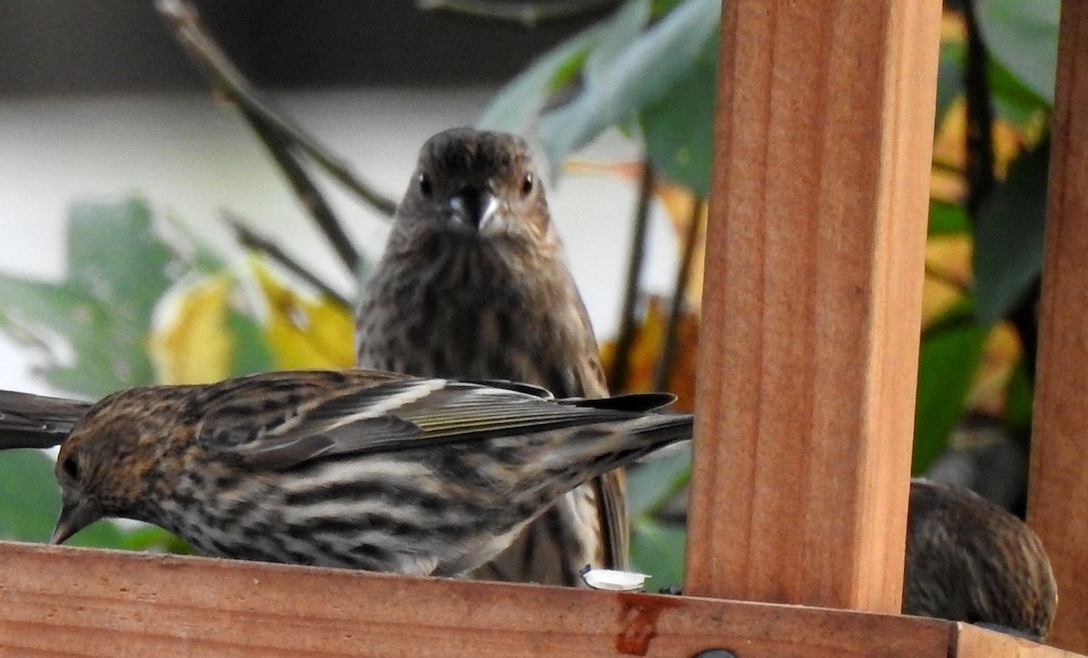 Pine Siskin - ML275922891