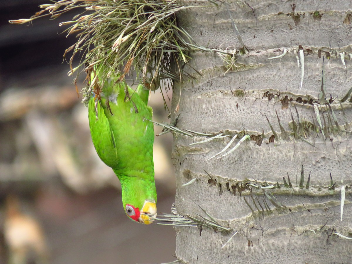 White-fronted Parrot - ML275923061