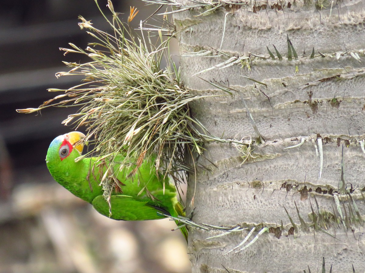 White-fronted Parrot - Carlos Sandoval