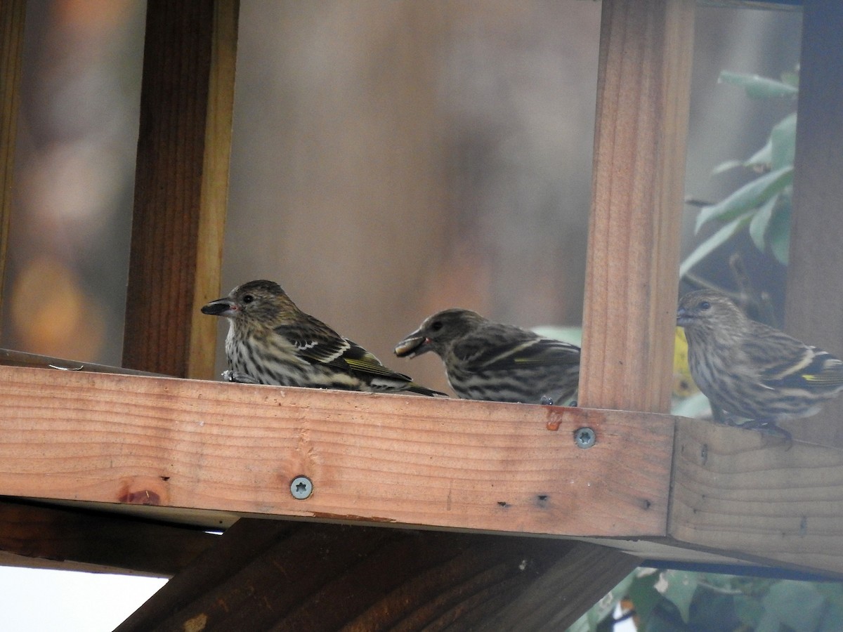 Pine Siskin - ML275923531