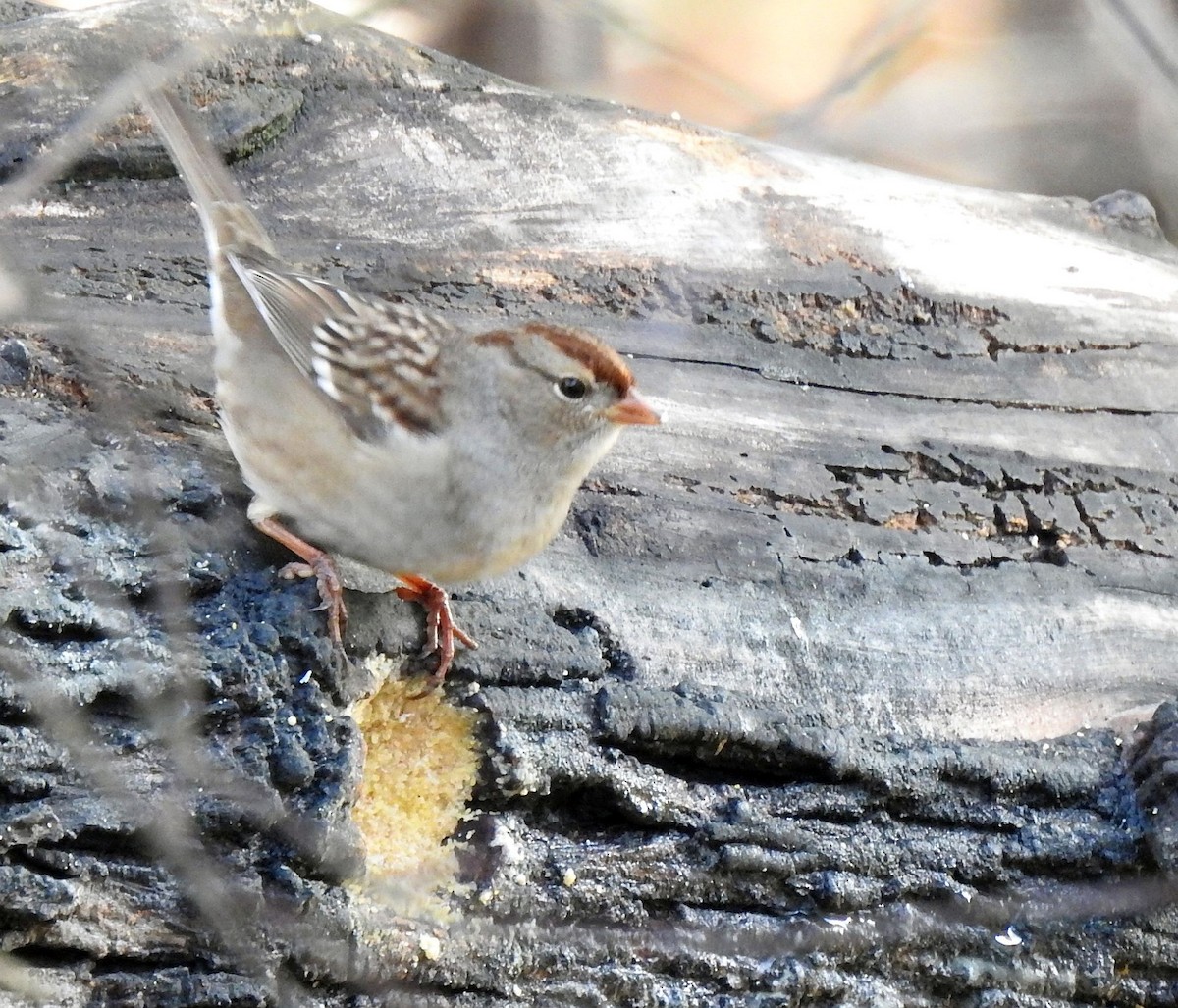 White-crowned Sparrow - ML275924621
