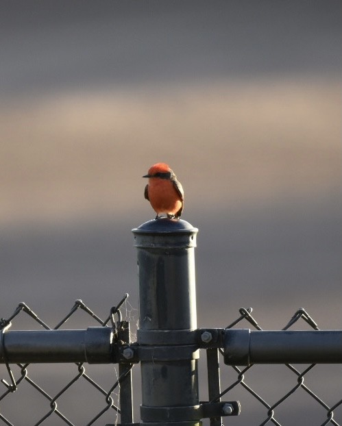 Vermilion Flycatcher - laura endt