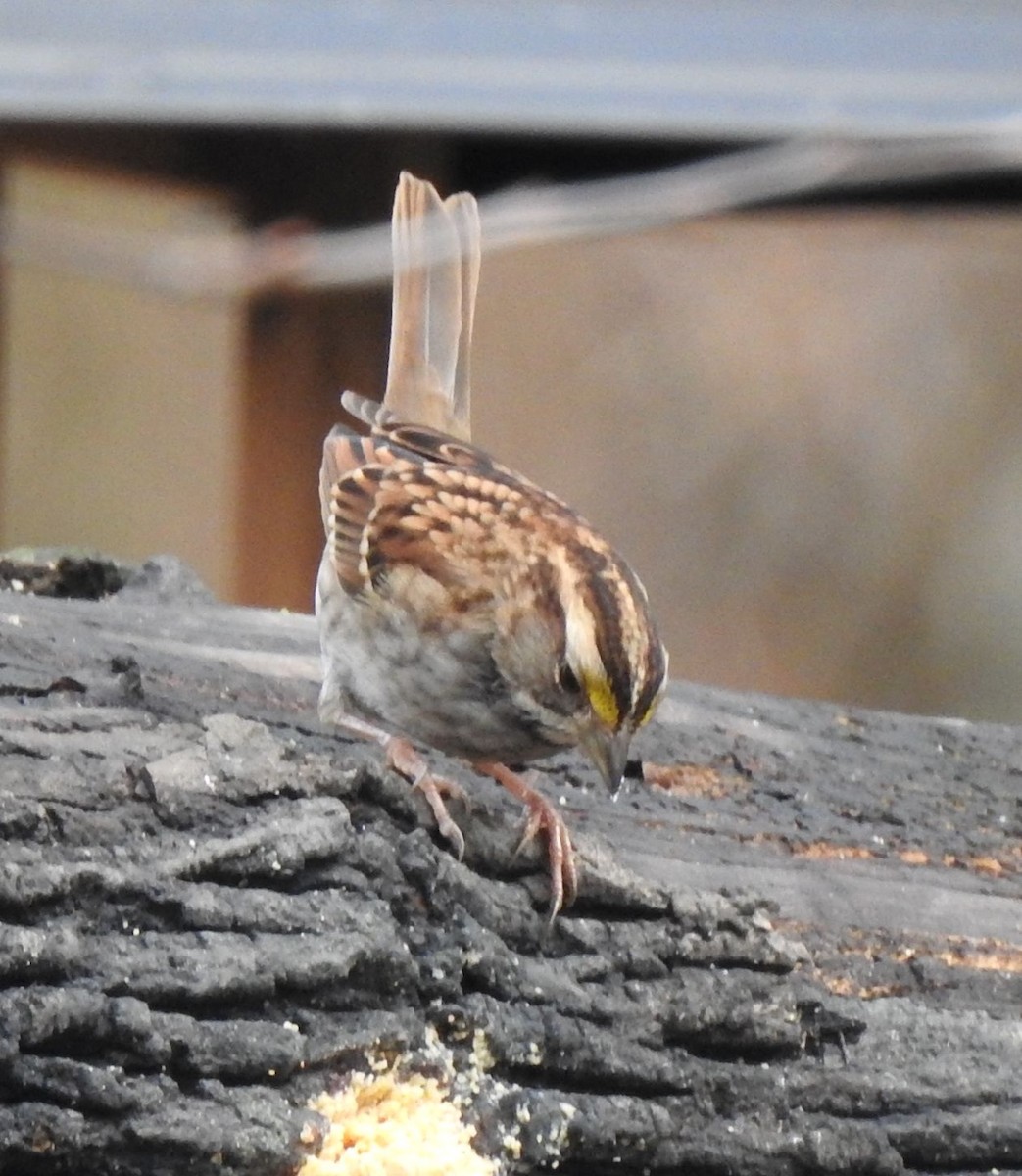 White-throated Sparrow - ML275925491