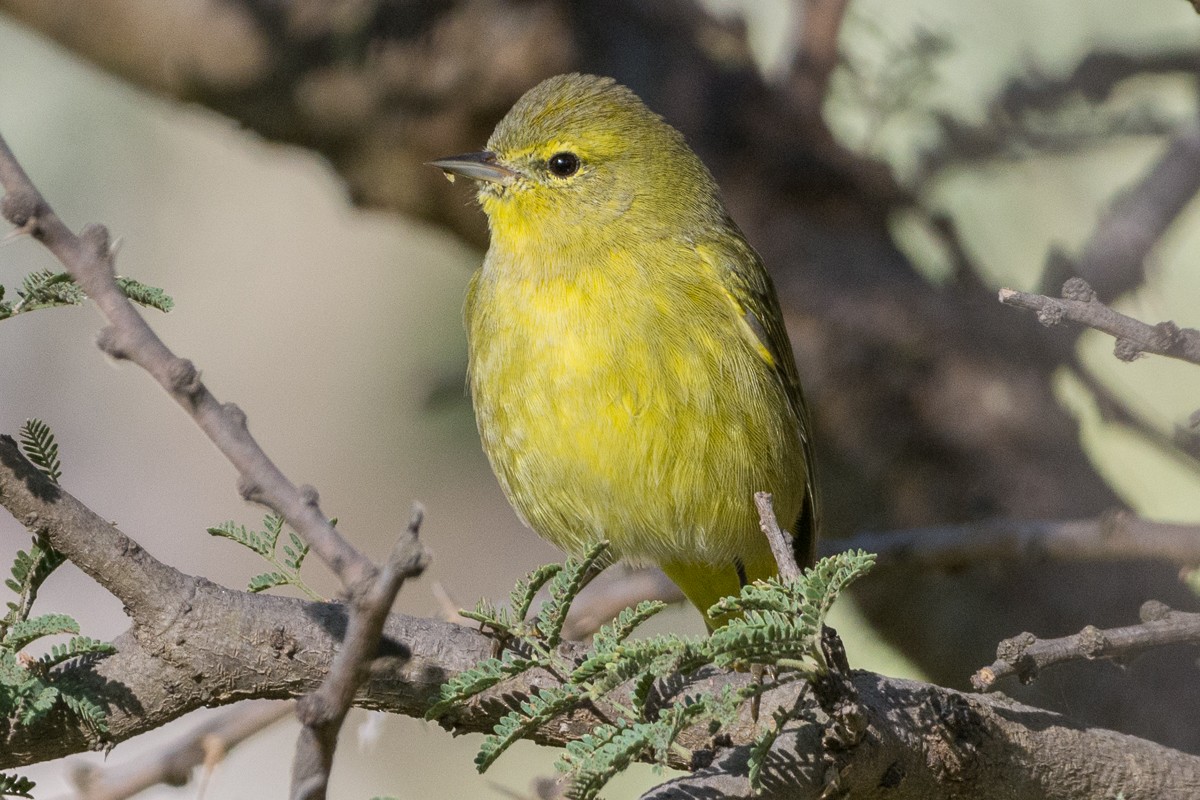 Orange-crowned Warbler - Juan Miguel Artigas Azas