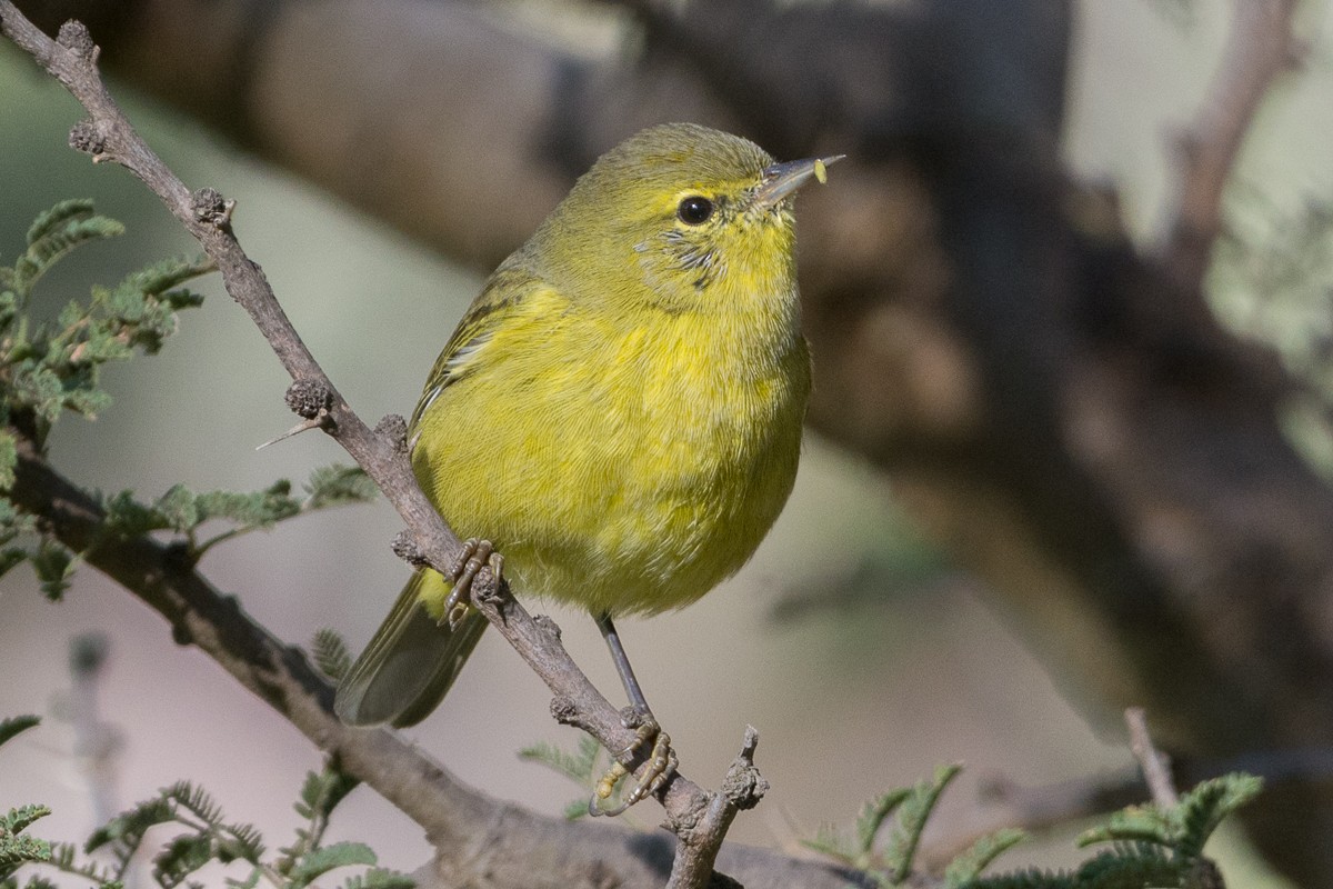 Orange-crowned Warbler - ML275926071