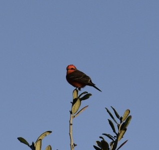 Vermilion Flycatcher - laura endt