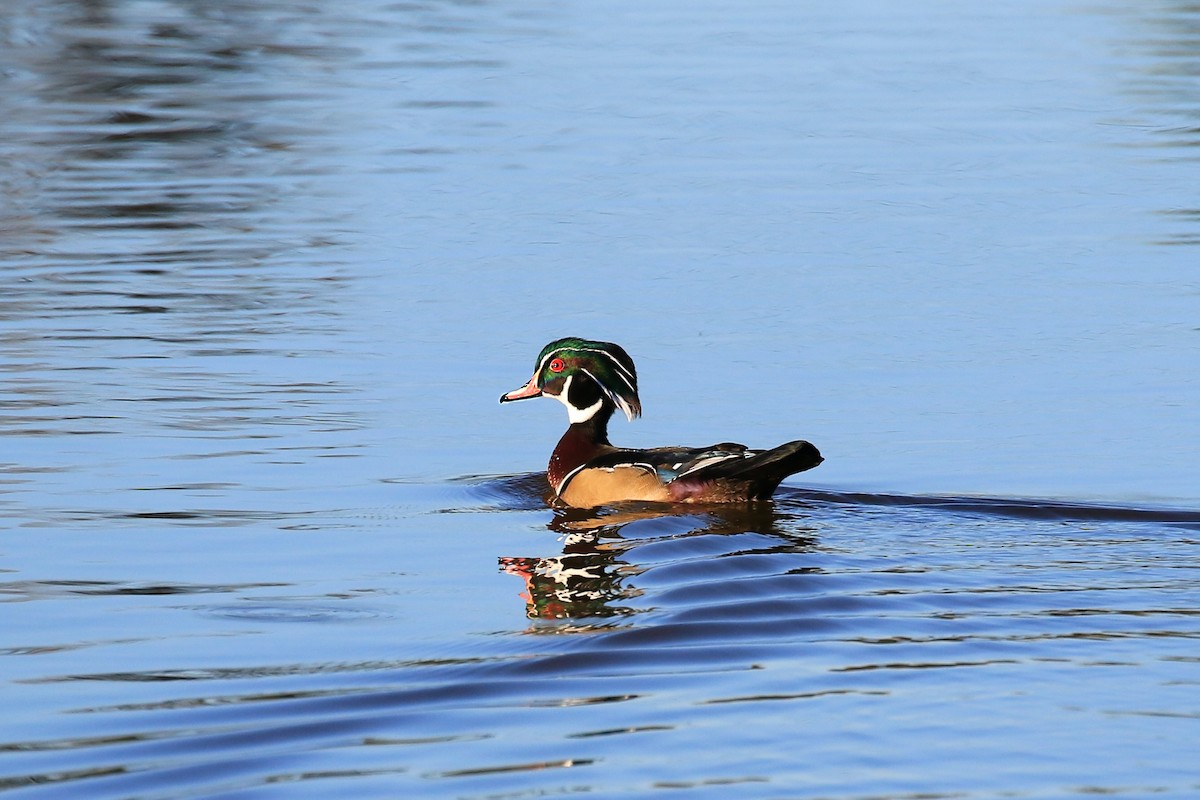 Wood Duck - ML275926211