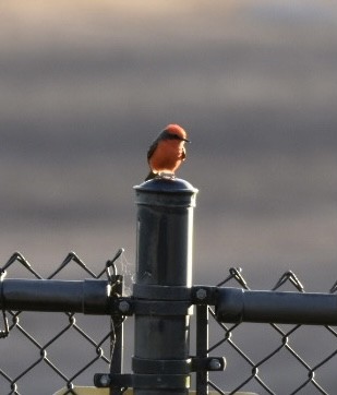 Vermilion Flycatcher - laura endt