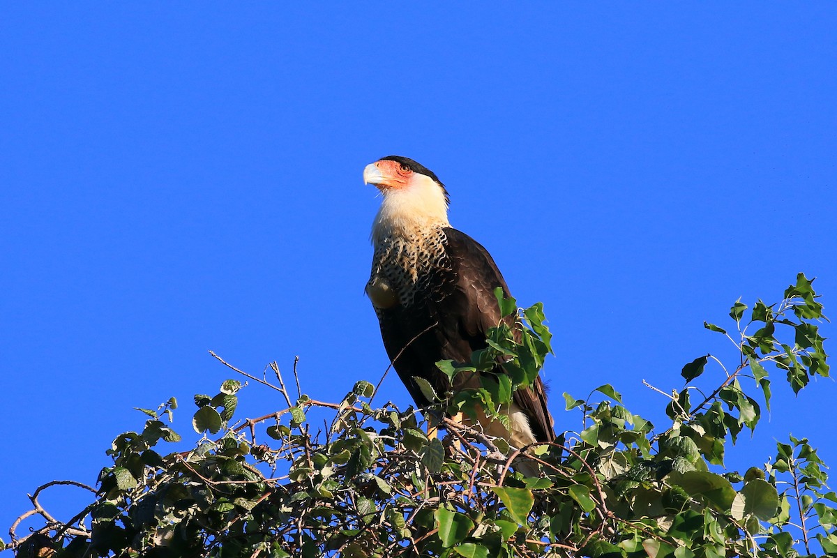 Crested Caracara (Northern) - ML275926411