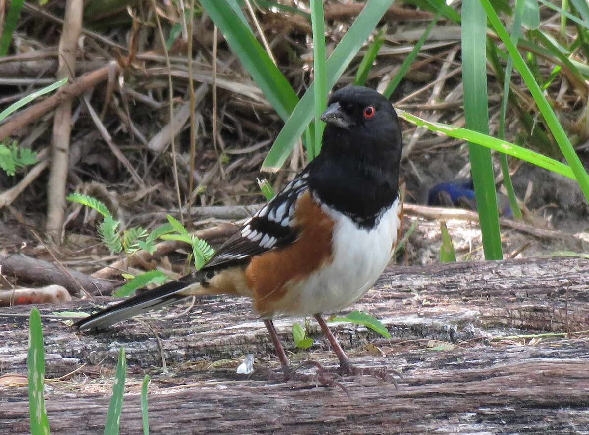 Spotted Towhee - ML275927341