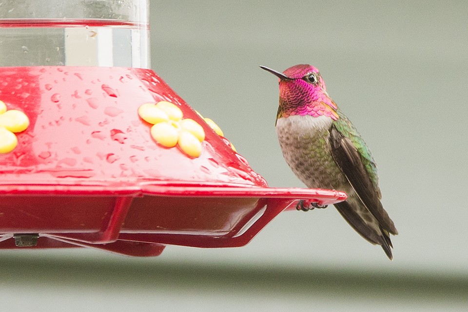 Anna's Hummingbird - ML27592761