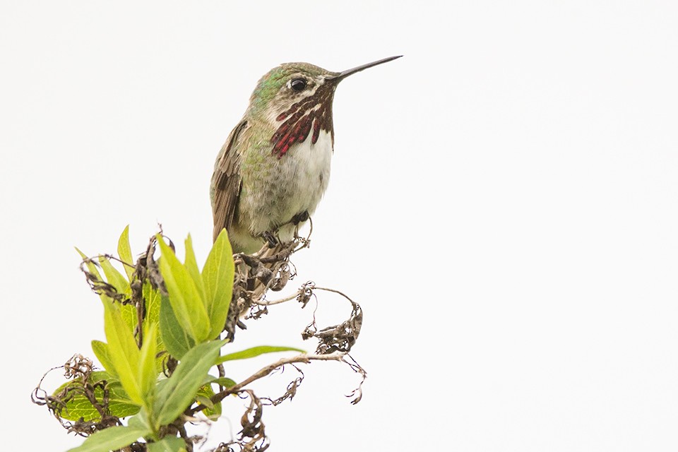 Calliope Hummingbird - Jeff Dyck