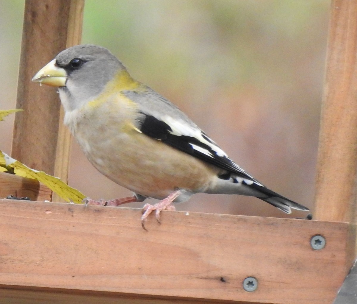 Evening Grosbeak - ML275928431