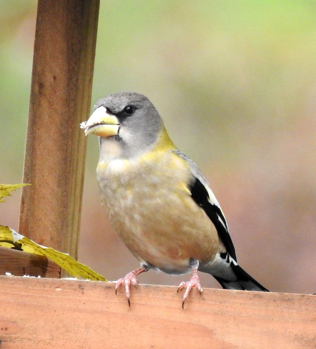 Evening Grosbeak - ML275928461