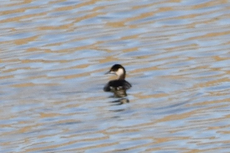 Eared Grebe - ML275935641