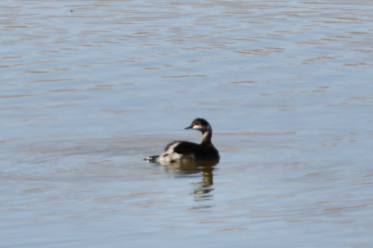 Eared Grebe - ML275935651