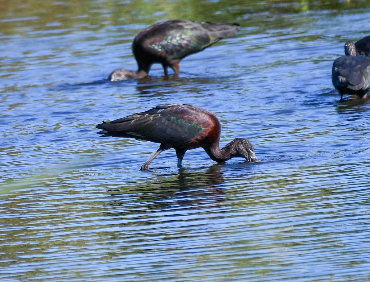 Glossy Ibis - Pam Vercellone-Smith