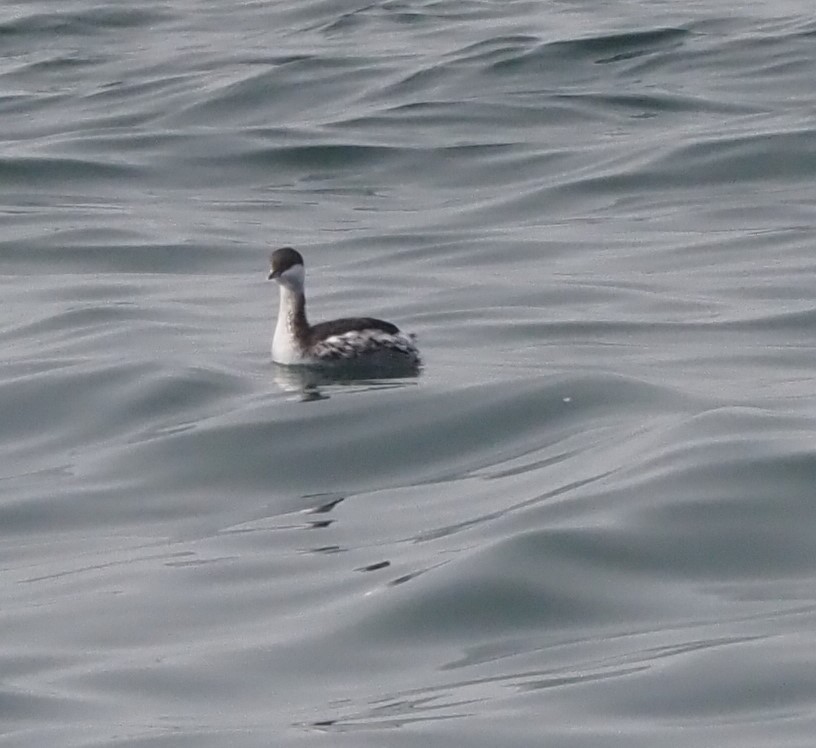 Horned Grebe - ML275936411