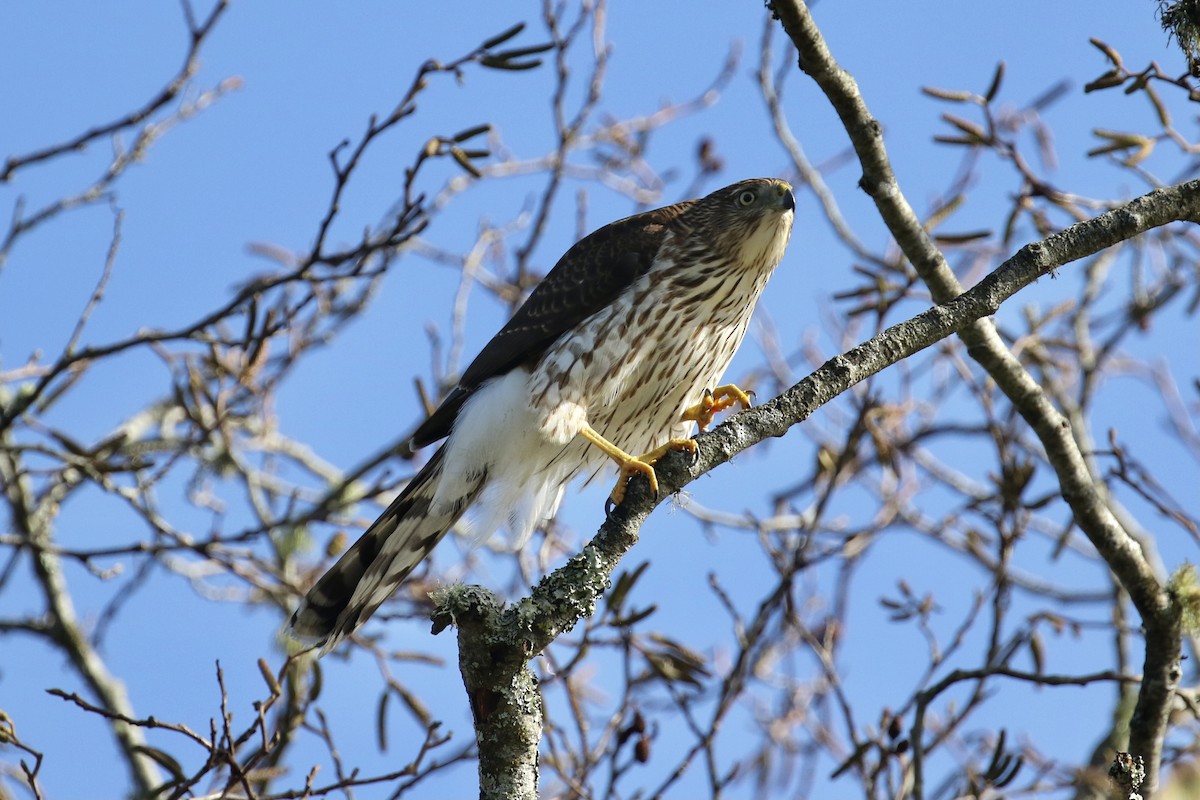 Cooper's Hawk - ML275936991