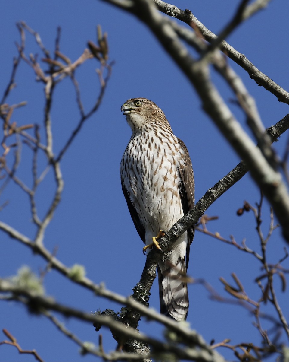 Cooper's Hawk - Russ Morgan