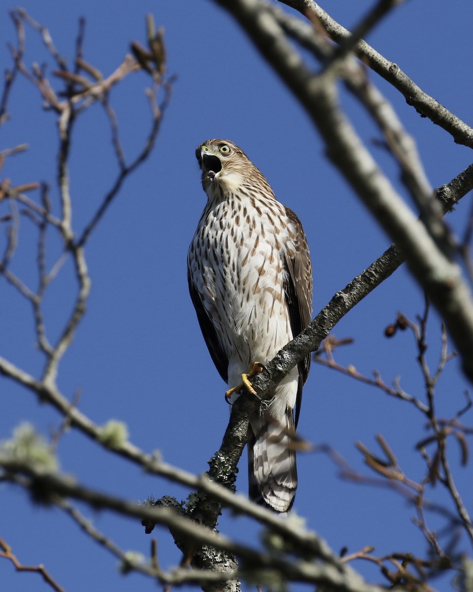 Cooper's Hawk - Russ Morgan