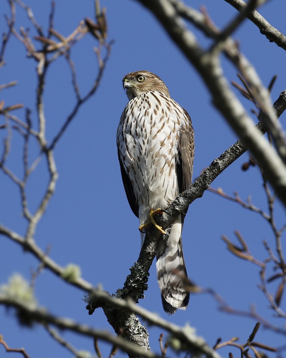 Cooper's Hawk - Russ Morgan