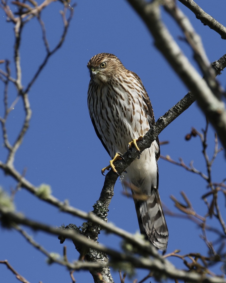 Cooper's Hawk - Russ Morgan