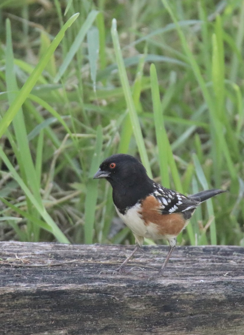 Spotted Towhee - ML275938031